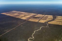 __Deforestación Norte Argentino.jpg