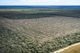 Desmontes Chaco 05 © Martin Katz | Greenpeace.jpg