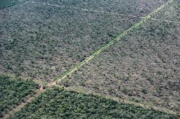 Desmontes Chaco 06 © Martin Katz | Greenpeace.jpg