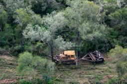 Desmontes Chaco 07 © Martin Katz | Greenpeace.jpg