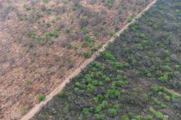 Desmontes SDE 10 © Belen Grosso | Greenpeace.jpg
