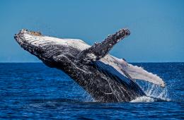 Ballena Jorobada © Paul Hilton Greenpeace.jpg