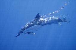 Delfín Común © Ingrid Visser SeaPics.com.jpg