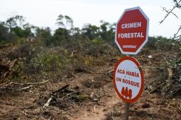 Desmontes Chaco 06 © Martin Katz | Greenpeace.jpg