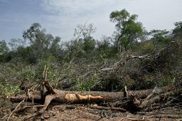 Desmontes Chaco 07 © Martin Katz | Greenpeace.jpg