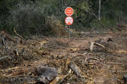 Desmontes Chaco 08 © Martin Katz | Greenpeace.jpg