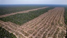 Desmontes Chaco 01 © Martin Katz | Greenpeace.jpg