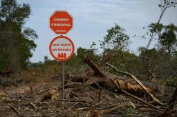 Desmontes Chaco 15 © Martin Katz | Greenpeace.jpg