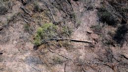 Desmontes Chaco 16 © Martin Katz | Greenpeace.jpg
