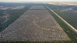 Desmontes Chaco 12 © Martin Katz | Greenpeace.jpg