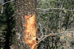 Madera Dura del Norte 01 © Martin Katz _ Greenpeace.jpg