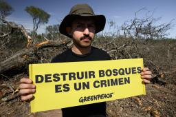 Madera Dura del Norte 02 © Martin Katz _ Greenpeace.jpg