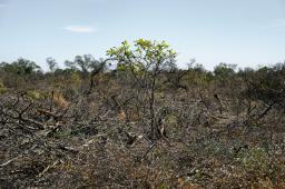 Madera Dura del Norte 03 © Martin Katz _ Greenpeace.jpg