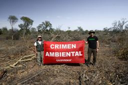Madera Dura del Norte 06 © Martin Katz _ Greenpeace.jpg