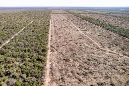 Madera Dura del Norte 07 © Martin Katz _ Greenpeace.jpg