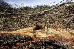 Madera Dura del Norte 08 © Martin Katz _ Greenpeace.jpg