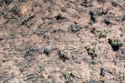 Madera Dura del Norte 09 © Martin Katz _ Greenpeace.jpg