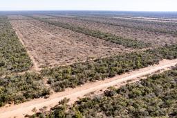 Madera Dura del Norte 10 © Martin Katz _ Greenpeace.jpg
