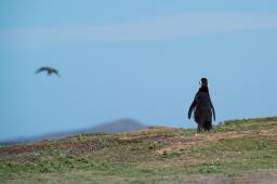 Dia de los Pinguinos 07.jpg