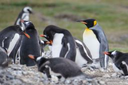 Dia de los Pinguinos 08.jpg