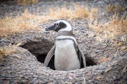 Dia de los Pinguinos 02.jpg