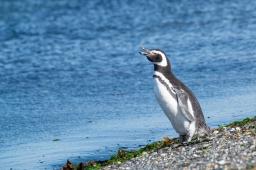 Dia de los Pinguinos 03.jpg