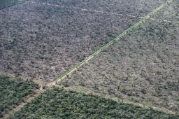 Desmontes en Chaco 2024 3 © Martin Katz Greenepeace.jpg