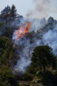 Incendios en PN Lanin © Federico Soto Greenpeace 02.jpg