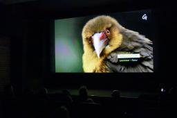 Animales en Peligro 12 © Martin Katz : Greenpeace.jpg