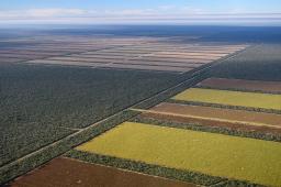 Desmontes Santiago del Estero 2024 © Martin Katz Greenpeace.jpg
