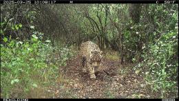 _Acaí Liberación Impenetrable Fuente Rewilding Argentina.jpg