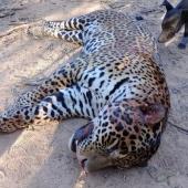 __Caza Yaguareté Formosa (2) Fuente Redes Sociales.jpg