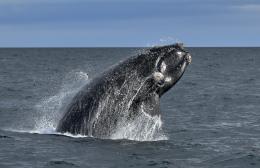 Biodiversidad Ballena Franca Austral Crédito Santiago Salimbeni Greenpeace (4).jpg