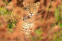 Biodiversidad Yaguar Crédito Matias Rebak Rewilding Argentina (3).jpg