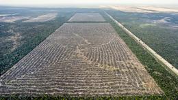 Deforestación Norte Arg Chaco 12 © Martin Katz Greenpeace.jpg