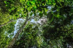 Selva Misionera 03 © Martin Katz Greenpeace.jpg