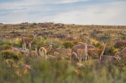 Monte Guanacos © Gonzalo Camiletti  Greenpeace.jpg