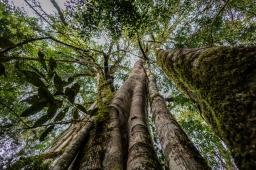 Selva de Yungas 02 © Tomás Cuesta Greenpeace.jpg