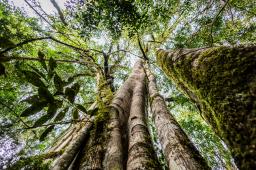 7 Bosques Selva de Yungas 02 © Tomás Cuesta Greenpeace.jpg