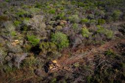 Deforestación Salta © Tomás Cuesta Greenpeace (4).jpg
