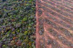 Deforestación Salta © Tomás Cuesta Greenpeace (3).jpg