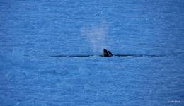 Orca in Sea Ice (Ross Sea, Antarctica) © John Weller.jpg