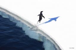 Adelie Penguin Jumping onto the Ice (Ross Sea, Antarctica) © John Weller.jpg
