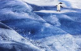 Adelie Penguin on Blue Iceberg (Ross Sea, Antarctica) © John Weller.jpg