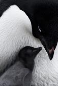 Adelie Penguin and Chick (Ross Sea, Antarctica) © John Weller.jpg