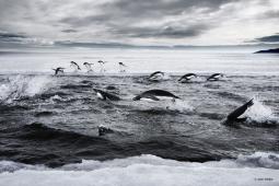 Adelie Penguins Hunting in a Sea Ice Crack (Ross Sea, Antarctica) © John Weller.jpg