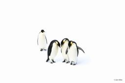 Emperor Penguins (Ross Sea, Antarctica) © John Weller.jpg