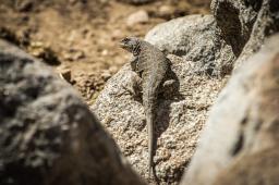 Lagarto Leopardo Crédito Ricardo Núñez Greenpeace (1).JPG