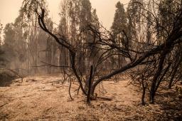 _GPCH Incendios forestales Chile (5) © Cristobal Olivares Greenpeace.JPG