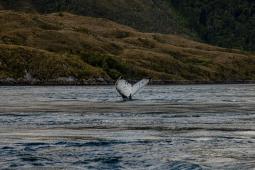 Ballena Jorobada 01 ©  Cristobal Olivares Greenpeace.jpg